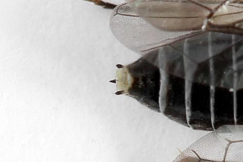 Réf. 223 214 : Periclista lineolata